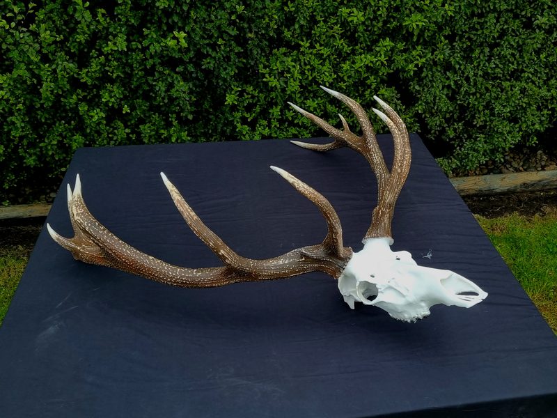 3D printed scale model of a trophy stag