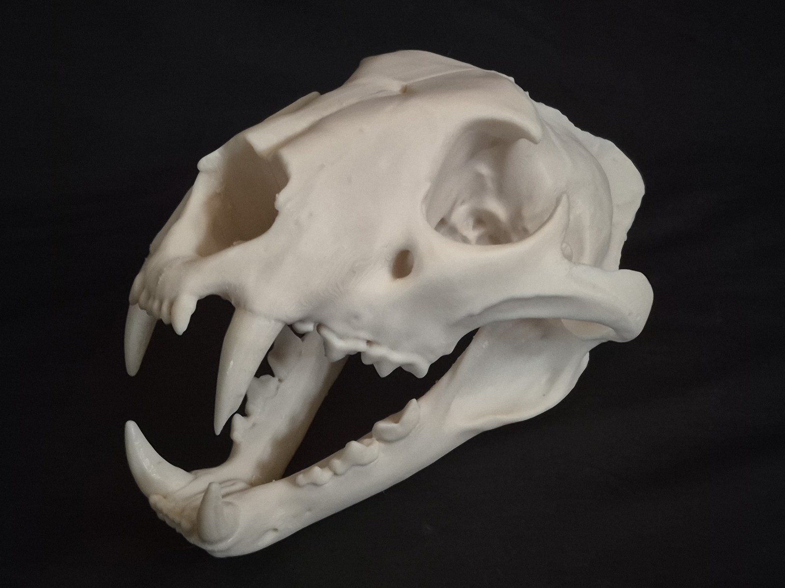 A 3D printed leopard skull in bone coloured ASA, printed in one piece with the jaws open, showing the canines