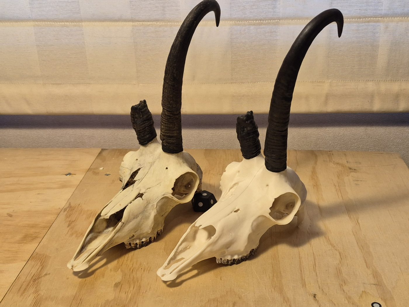 A matched pair of Chamois skulls with full horns on the workbench