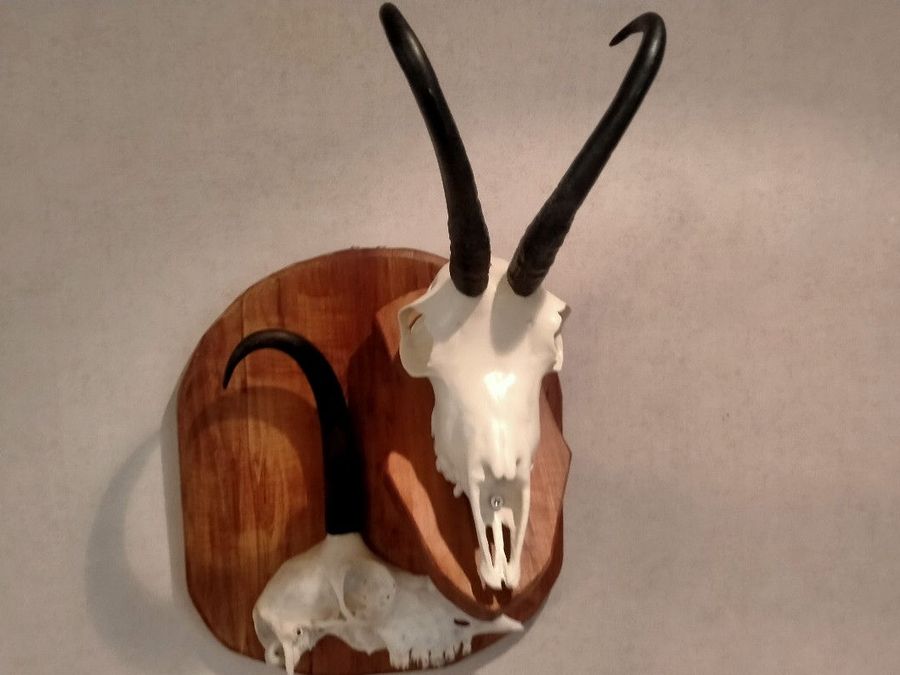 Chamois trophy rebuilt after a broken horn