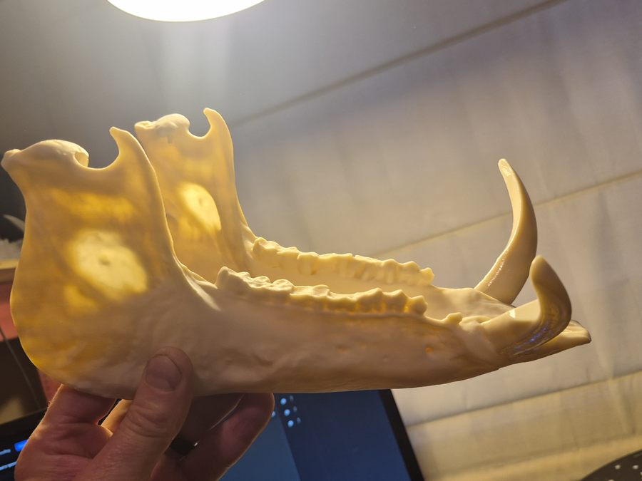 3D printed replica of a wild boar jaw with the tusk