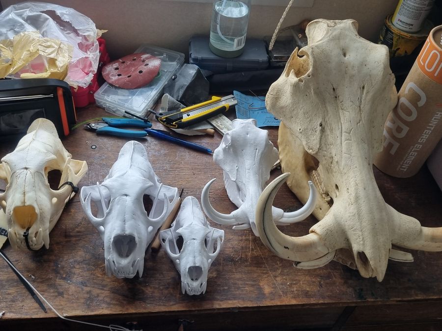 Several printed skulls of different species and sizes