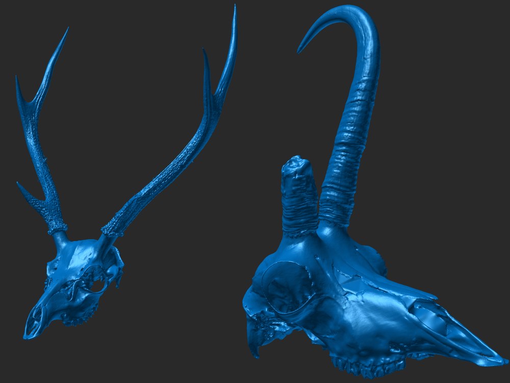 Two raw 3D scans shown as blue meshes, an antlered skull and a horned skull