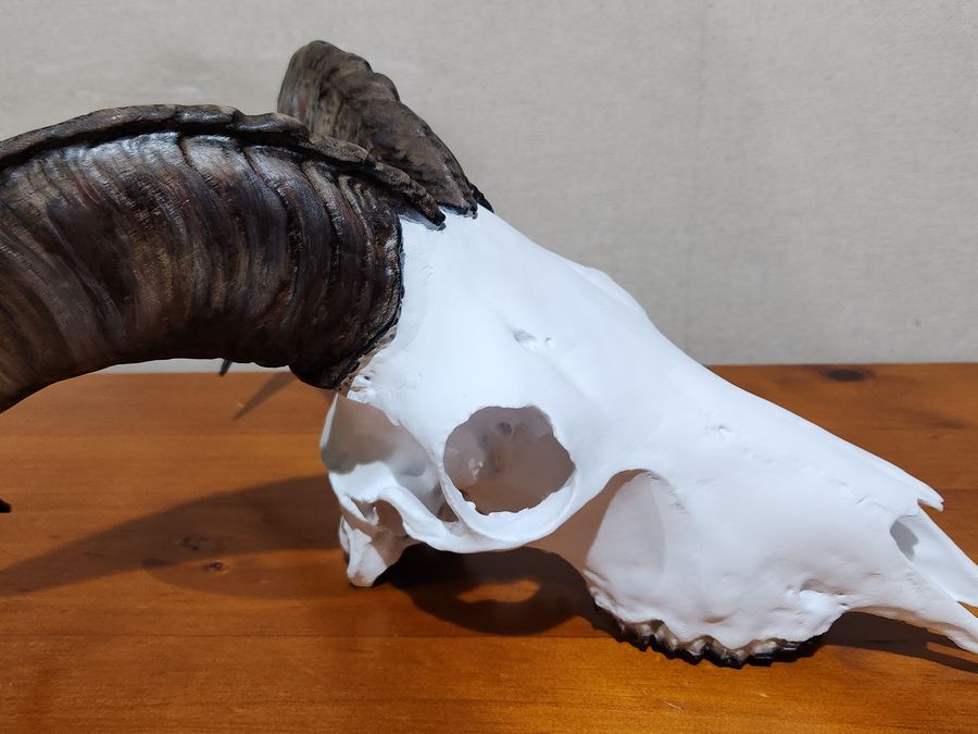 Bull Tahr replica skull with a full curl horn