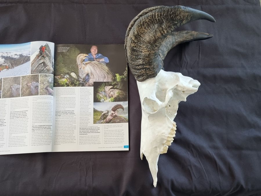 Full size Bull Tahr replica beside a hunting magazine